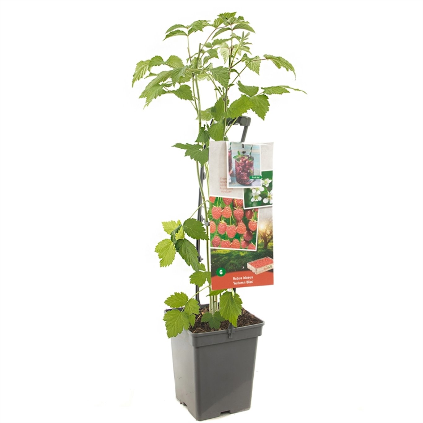 Rubus idaeus 'Autumn Bliss' - 50-60 CM Carry Handle C5